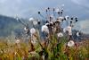 PFL_20120918_9250_1