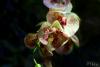 PFL_20120925_0165_1