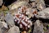 PFL_20160505_5457