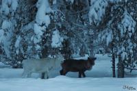 TIR_20150110_9285_1