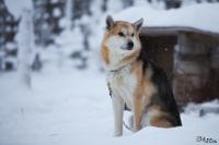 TIR_20150110_9392_1