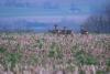 TIR_20160227_4147