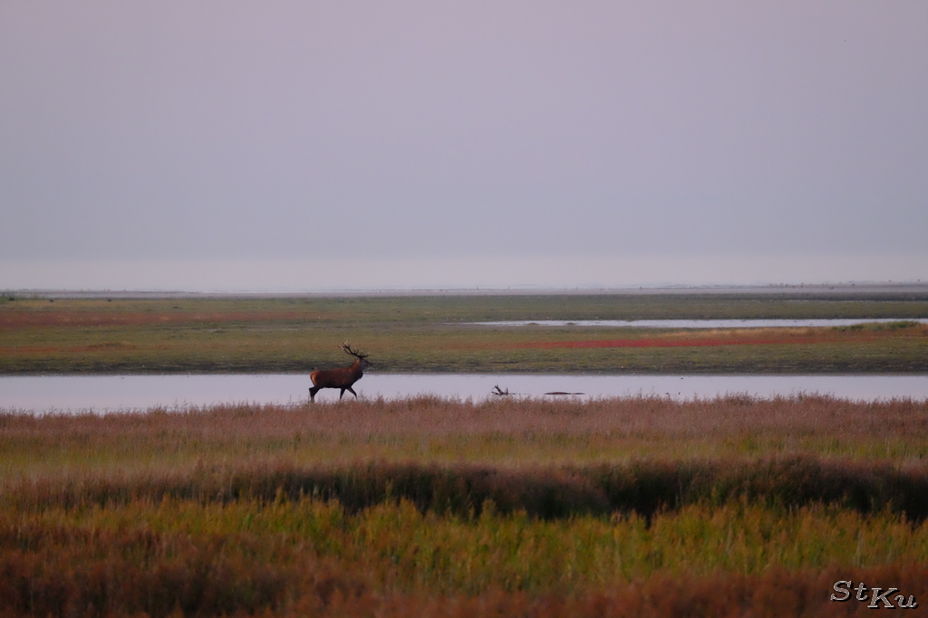 Zingst September 2016