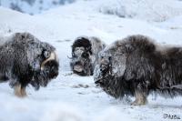 TIR_20170201_8581