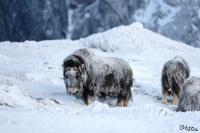 TIR_20170201_8635