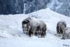 TIR_20170201_8635