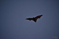 TIR_20180609_4696_1